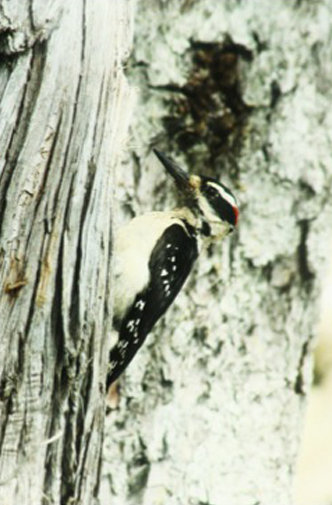 Hairy woodpecker (Picoides villosus)