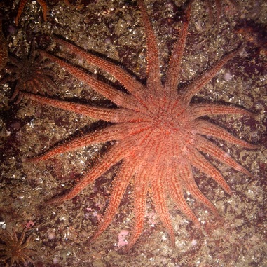 Sunflower star (Pycnopodia helianthoides)