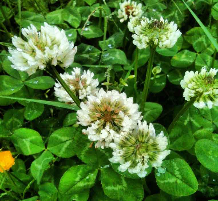 White clover (Trifolium repens)