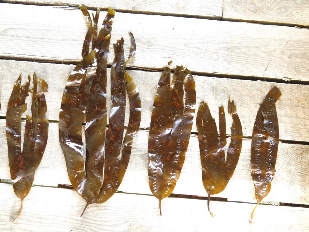 Split kelp (Saccharina groenlandica)