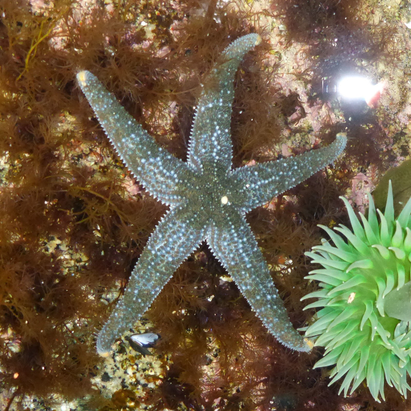 Mottled star (Evasterias troschelli)