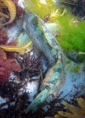 Whitespotted greenling (Hexagrammos stelleri)