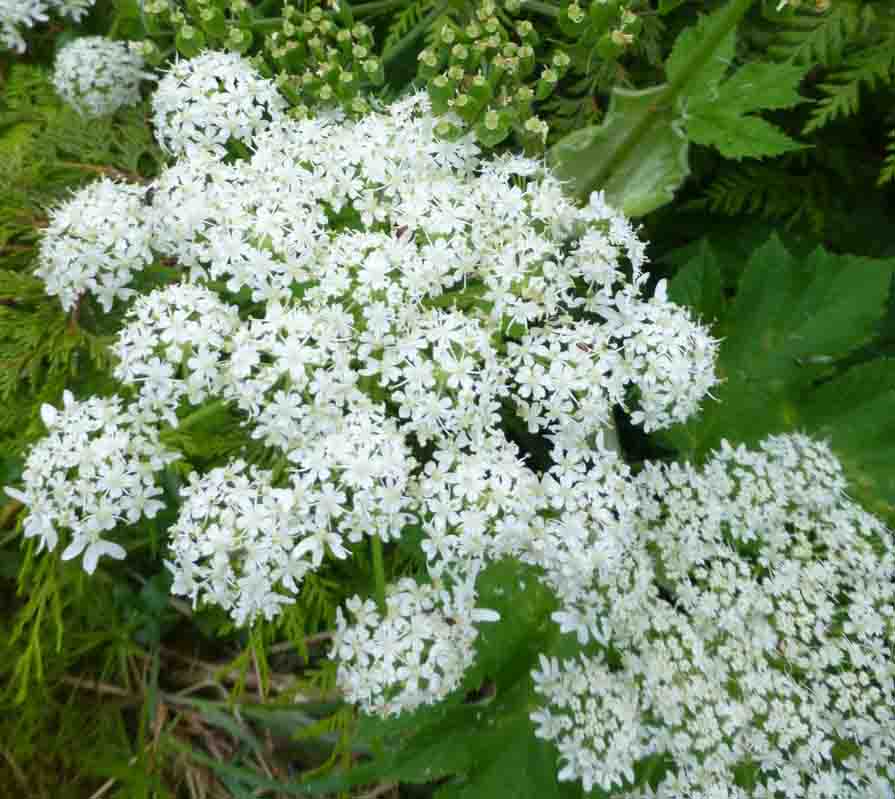 Cow-parsnip (Heracleum maximum)