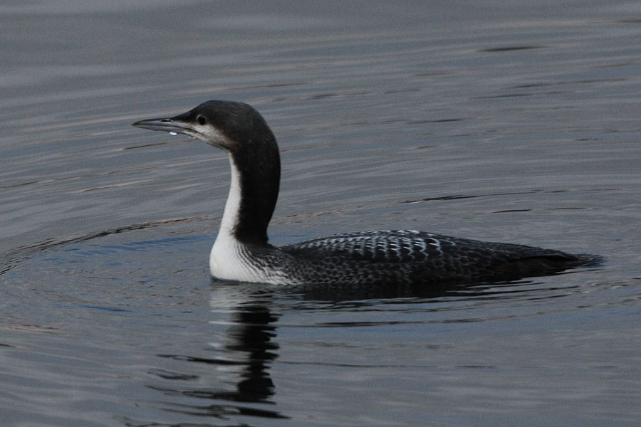 Pacific loon (Gavia pacifica)