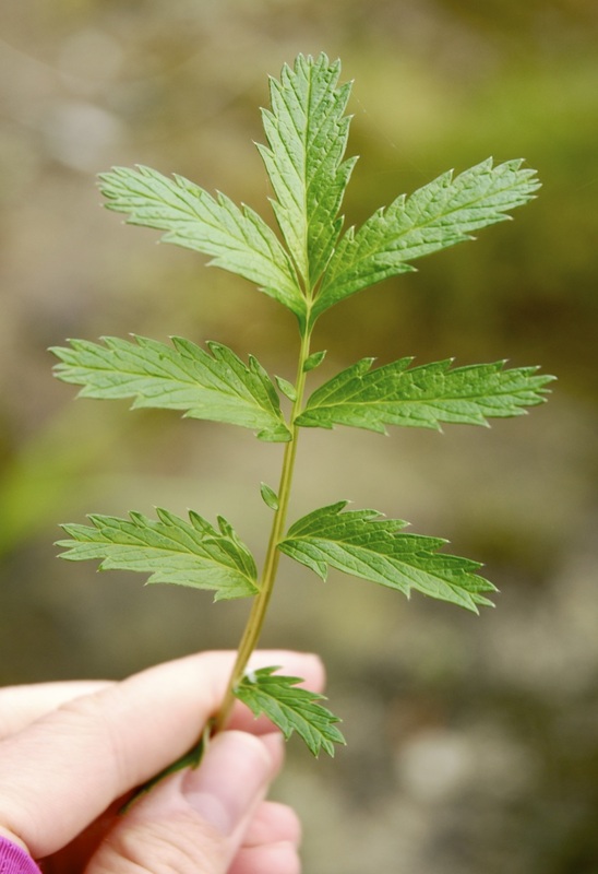 Silverweed (Potentilla anserina)