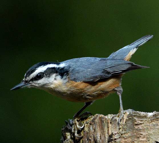 Red-breasted nuthatch (Sitta canadensis)