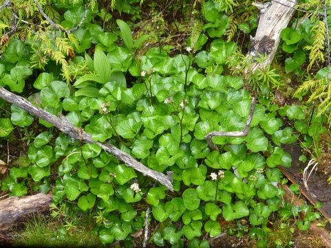 Deer-cabbage (Fauria crista-galli)