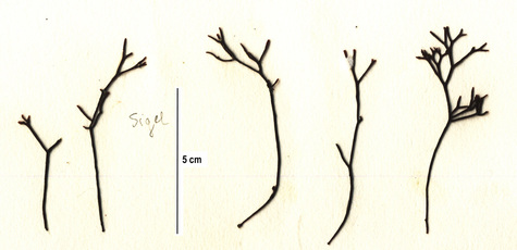 Loose Ahnfelt's seaweed (Ahnfeltiopsis gigartinoides)