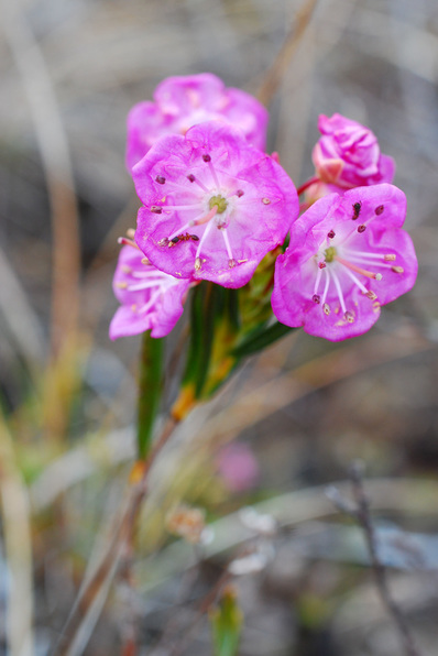 Western bog-laurel (Kalmia microphylla)