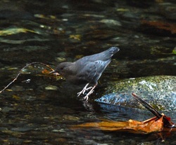 American dipper (Cinclus mexicanus)