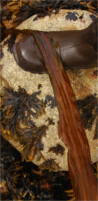 Three-ribbed kelp (Cymathere triplicata)