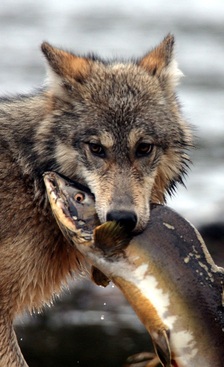 Applied Conservation Lab wolf