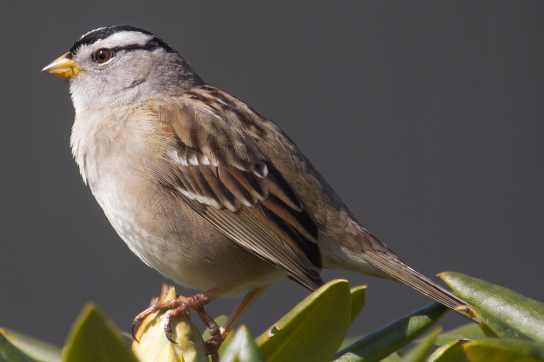 White-crowned sparrow (Zonotrichia leucophrys)