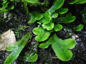 Snake liverwort, conocephalum conicum