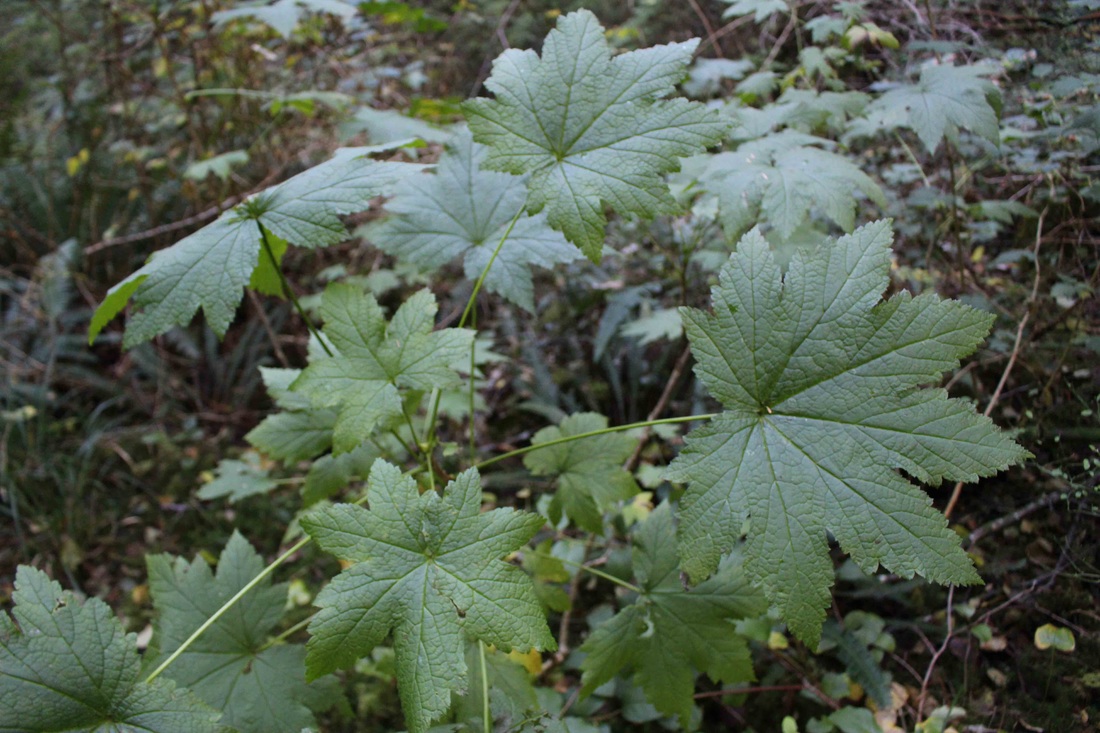 Stink currant (Ribes bracteosum)