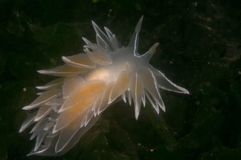 White-lined dirona (Dirona albolineata)