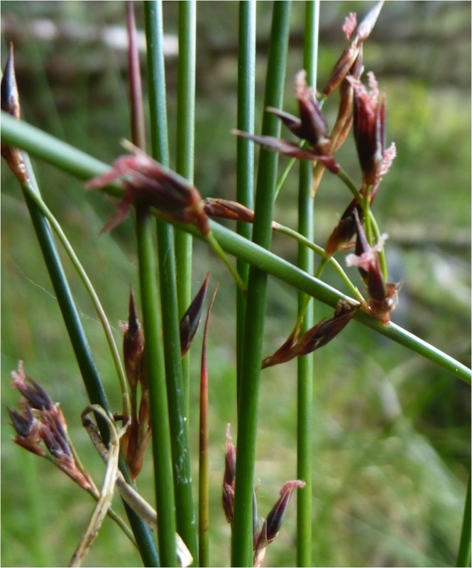 Baltic rush  (Juncus balticus)