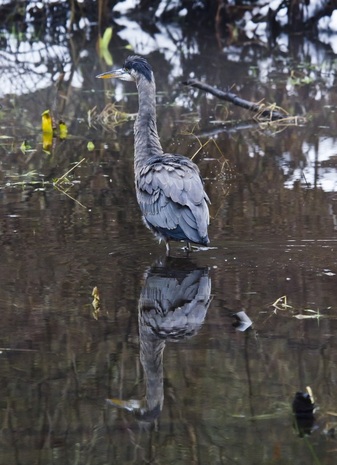 Great blue heron (Ardea herodias)
