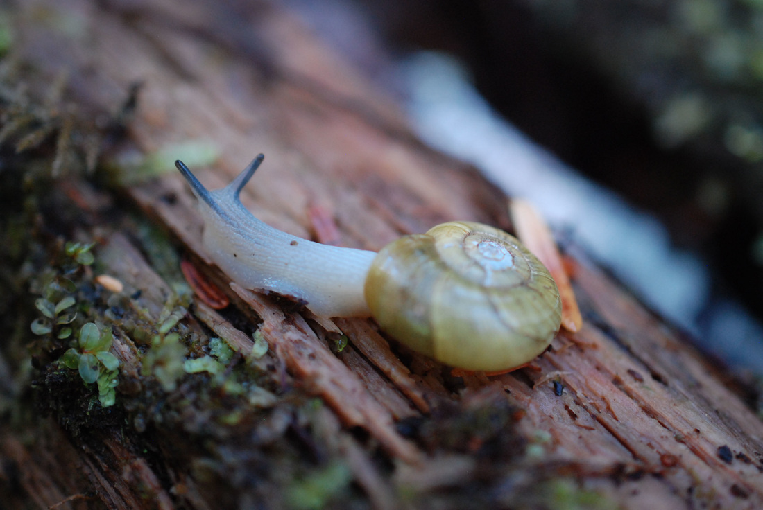 Beaded lancetooth (Ancotrema sportella)