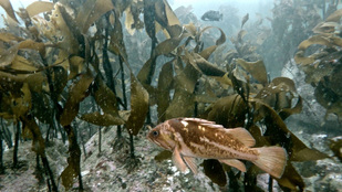 Copper rockfish (Sebastes caurinus)