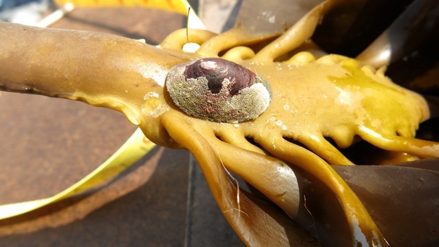 Unstable limpet (Lottia instabilis)