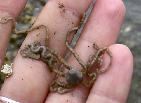 Long arm  brittle star  (Amphioda urtica)