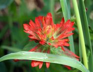 Common red paintbrush  (Castilleja miniata)