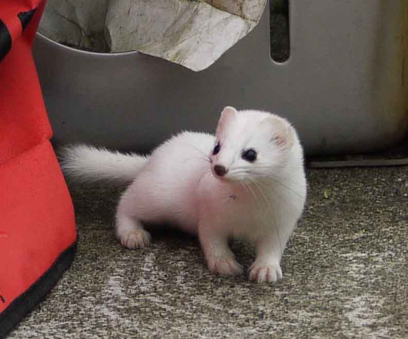 Ermine, stoat, short-tailed weasel (Mustela erminea)