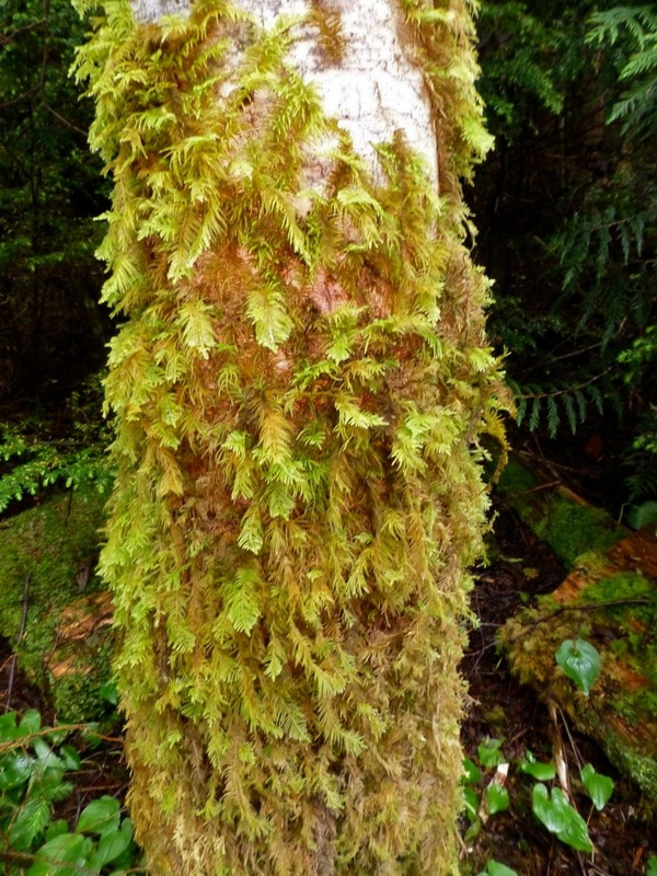 Oregon beaked moss (Kindbergia oregana)