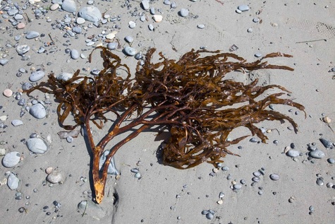 Flat pompom kelp (Lessoniopsis littoralis)