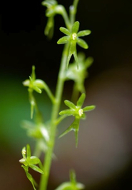 Heart-leaved twayblade  (Listera cordata)