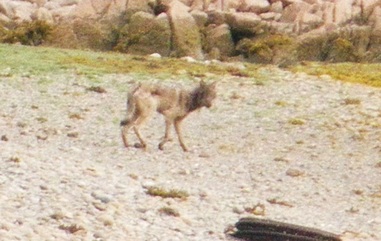 Coastal wolf  (Canis lupus)