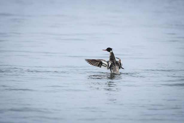 Red-breasted merganser (Mergus serrator)
