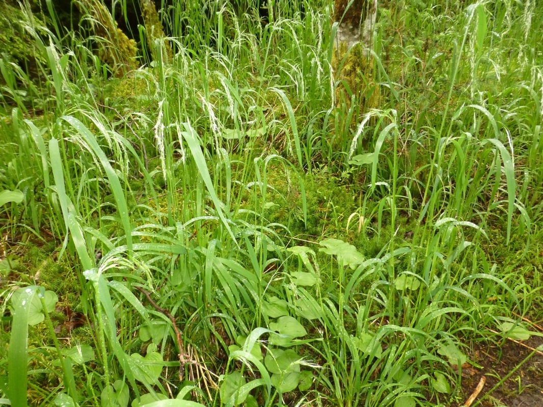 Nodding trisetum (Trisetum cernuum)