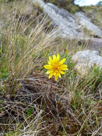 Apargidium (Microseris borealis)
