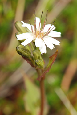 Western rattlesnake-root (Prenanthes alata)