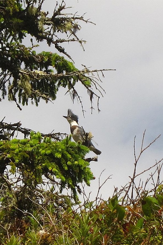Belted kingfisher (Megaceryle alcyon)