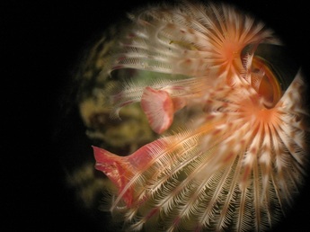 Calcareous tube worm (Serpula columbiana)