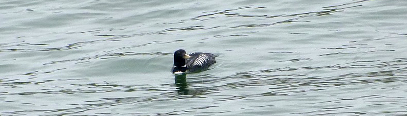 Yellow-billed loon (Gavia adamsii)