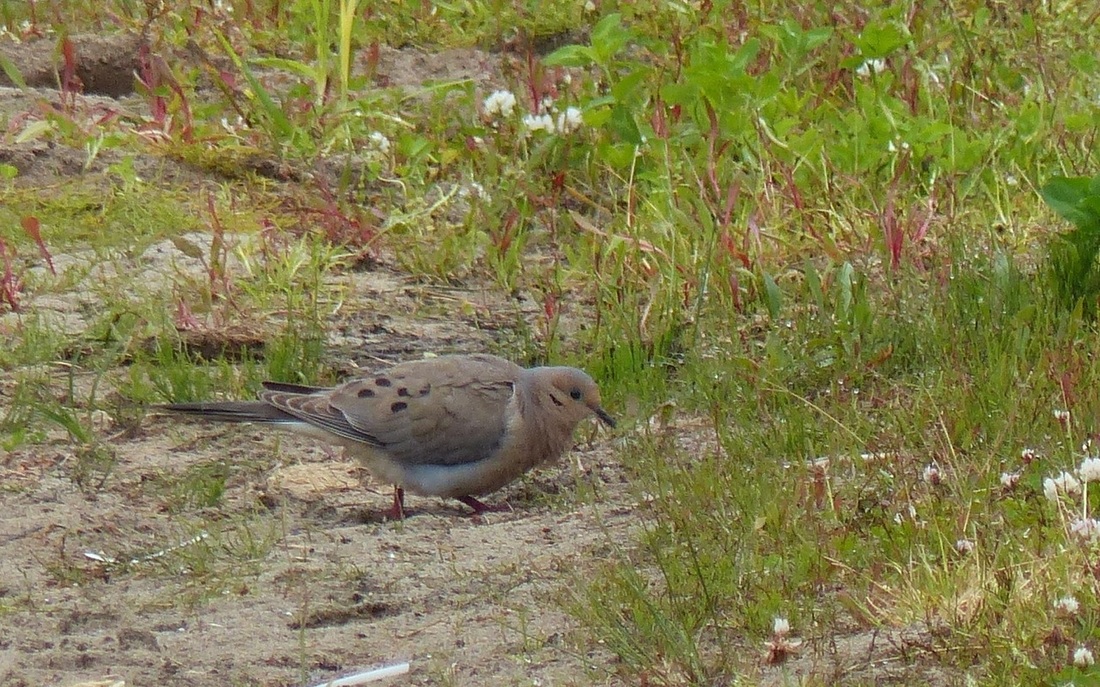 Mourning dove (Senaida macroura)