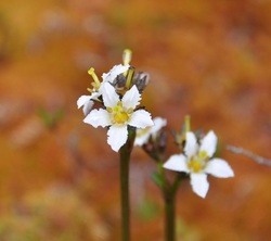 Deer-cabbage (Fauria crista-galli)