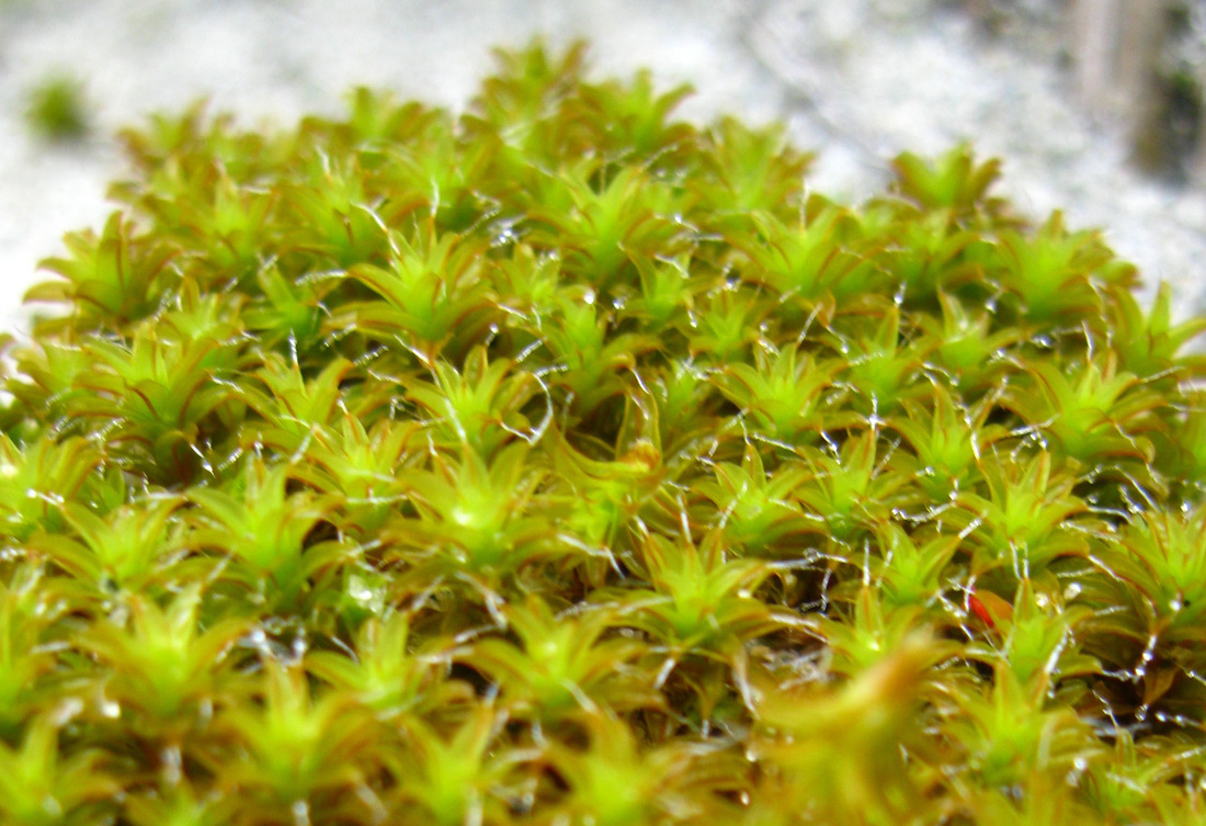 Sidewalk moss, hairy screw moss (Tortula ruralis)