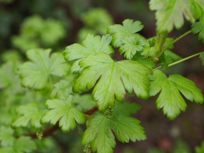 Black gooseberry (Ribes lacustre)