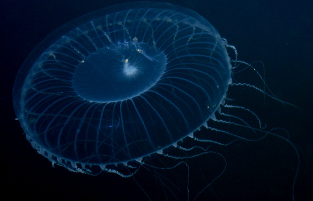 Water jellies (Aequorea spp.)