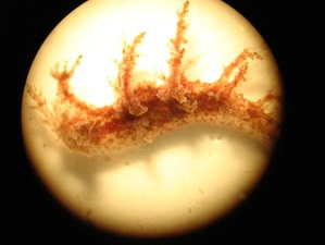 Bushy-backed nudibranch (Dendronotus venustus, Dendronotus frondosus)