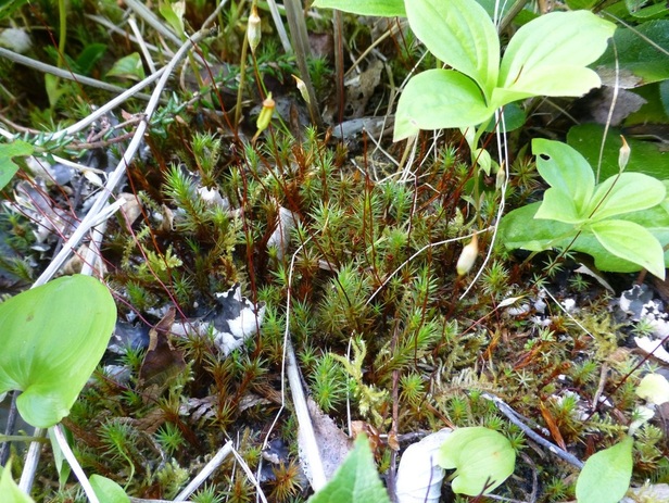 Juniper haircap moss (Polytrichum juniperinum)