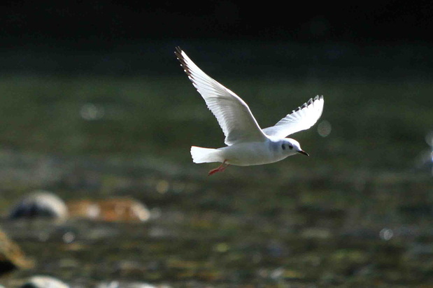 Bonaparte's gull (Chroicocephalus philadelphia)