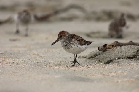 Western sandpiper (Calidris mauri)