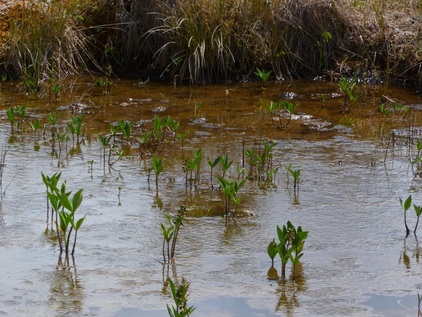 Buckbean, bogbean (Menyanthes trifoliata)