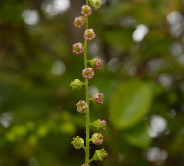 Fringecup  (Tellima grandiflora)